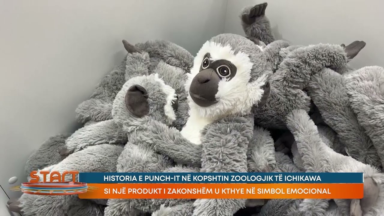 Si një produkt i zakonshëm u kthye në simbol emocional për një kafshë të braktisur