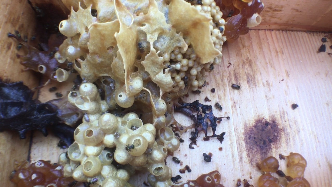 Stingless Bees of North Queensland 🐝