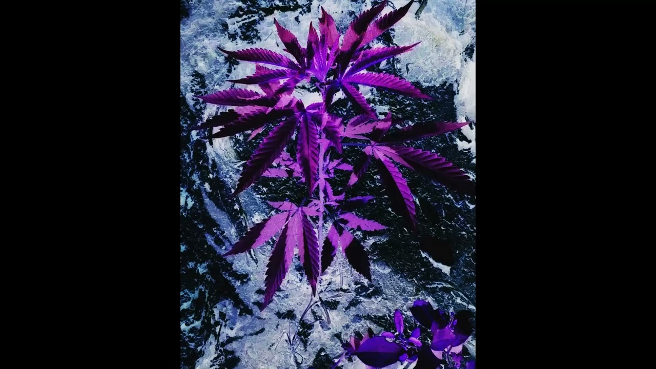 Galves - Mundão Cabuloso