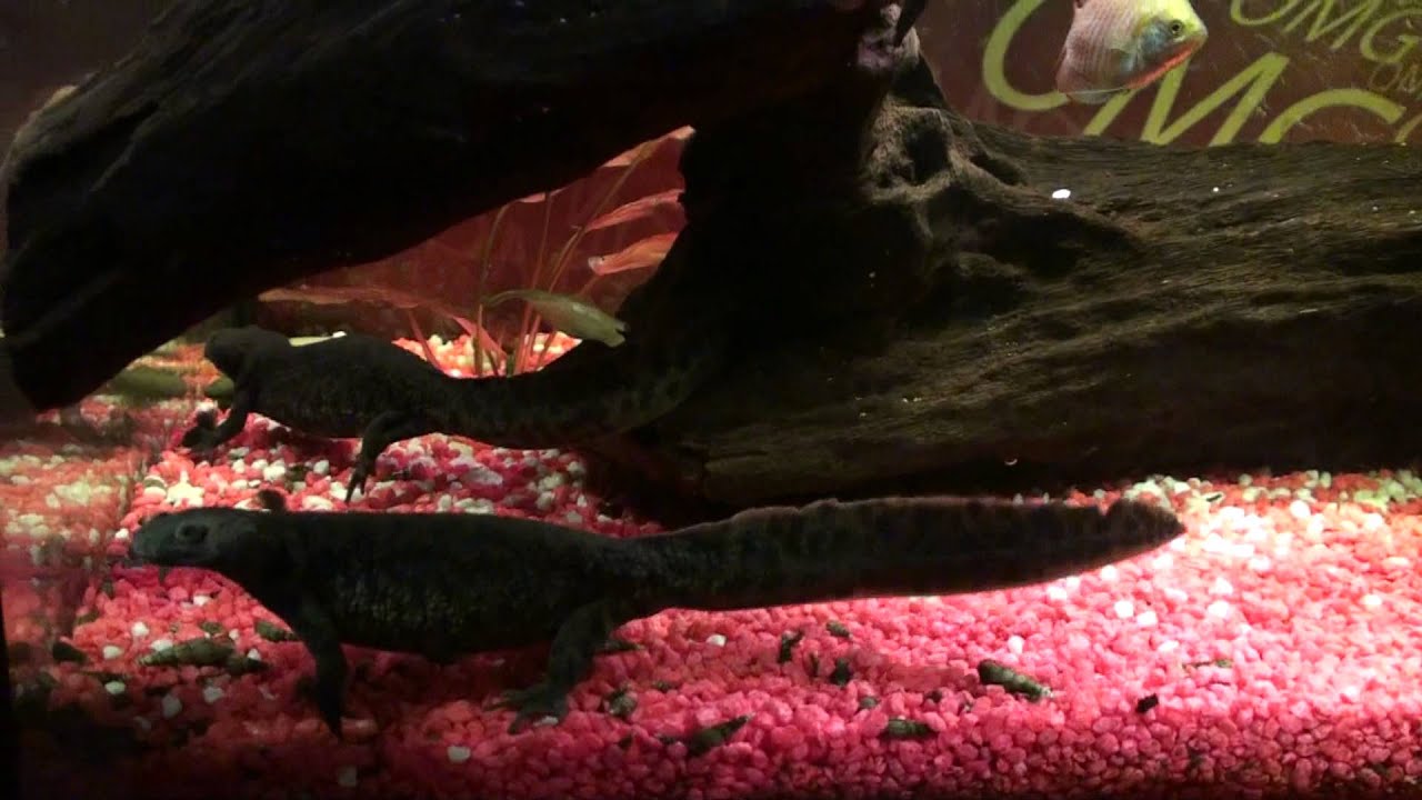 Akvarium - čolci, ž&aacute;by, ryby - newt, frog, fish