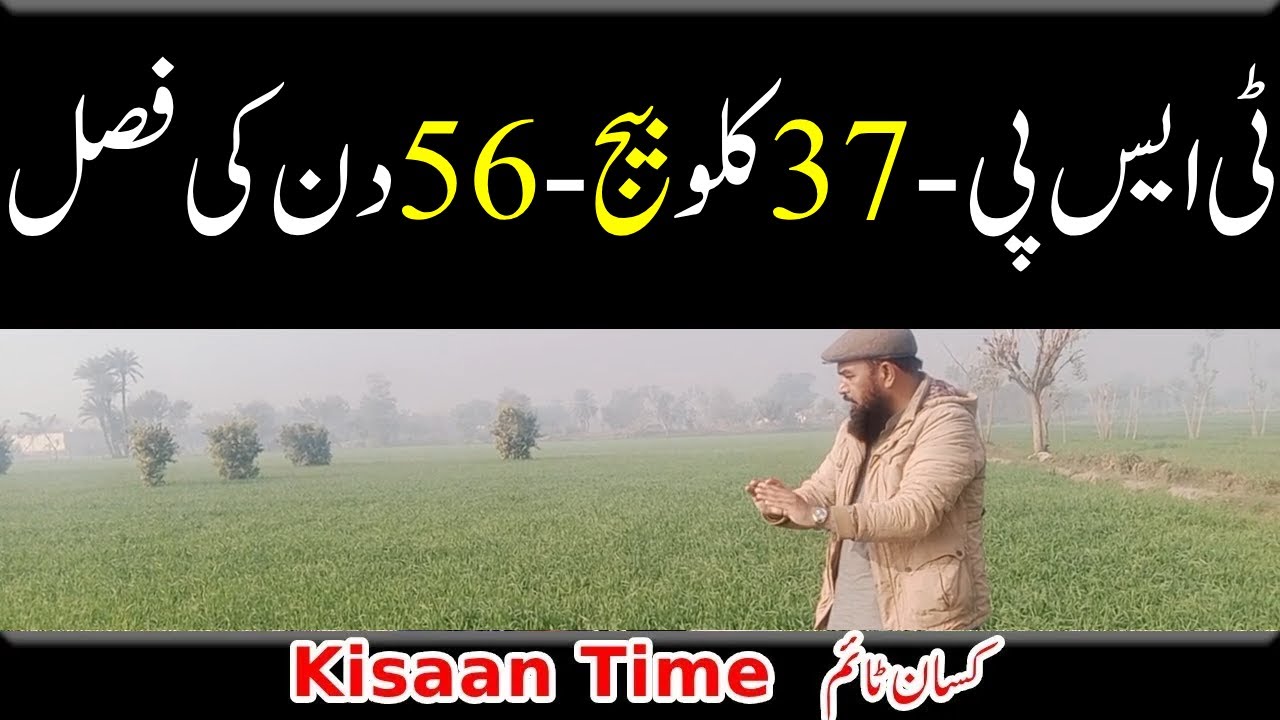Tsp khaad, gandam ki 56 din ki fasal kisan time کسان ٹائم