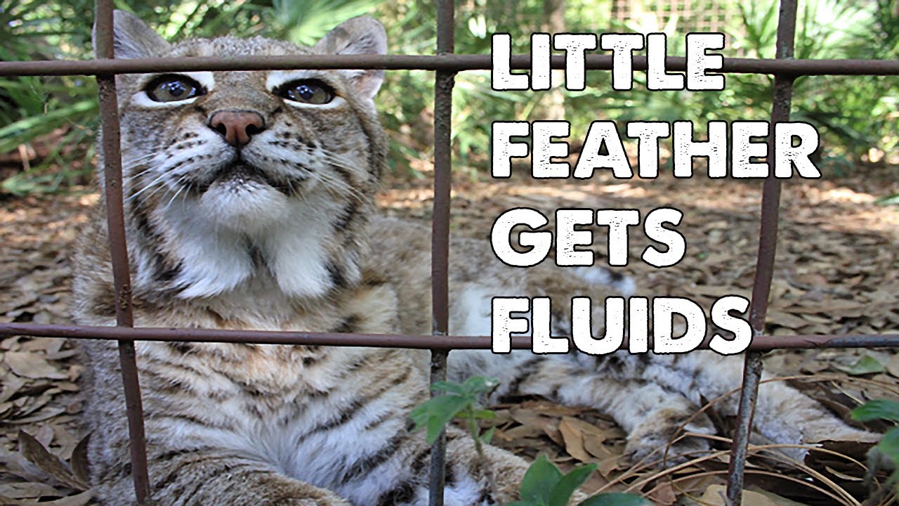 Daily Big Cat - Little Feather Gets Fluids