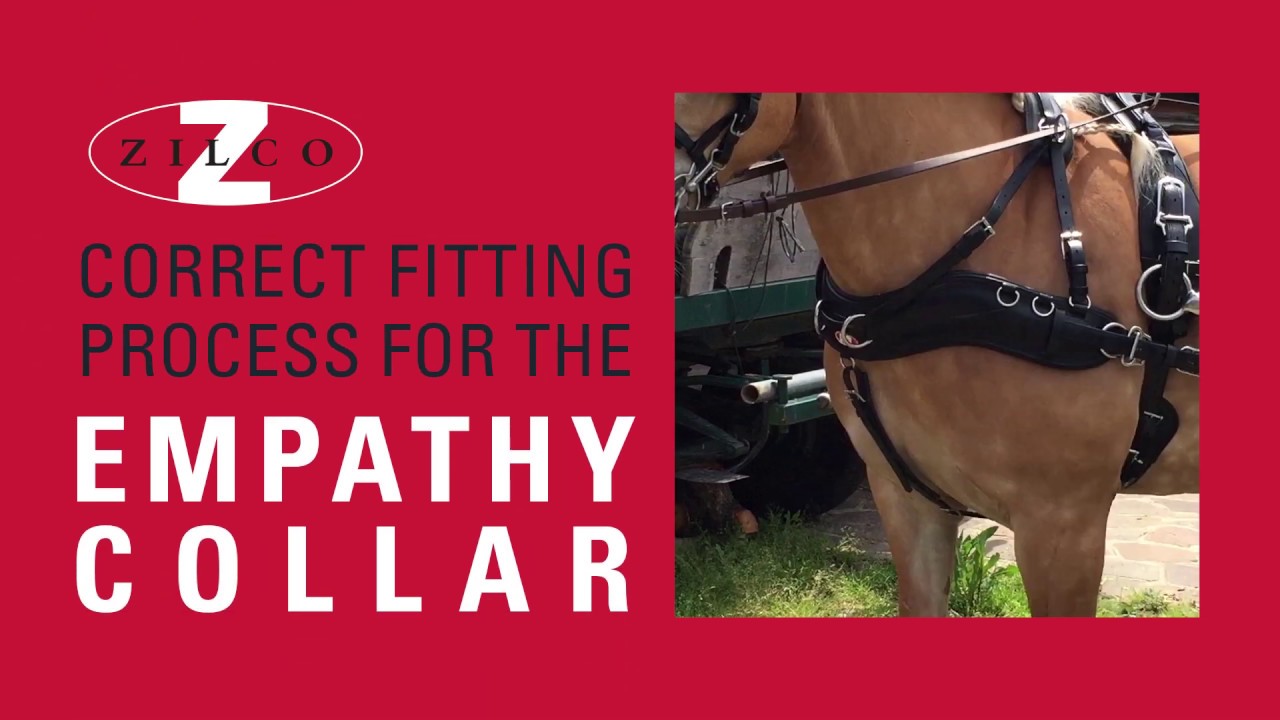 Correct fitting process for the Zilco Empathy Collar
