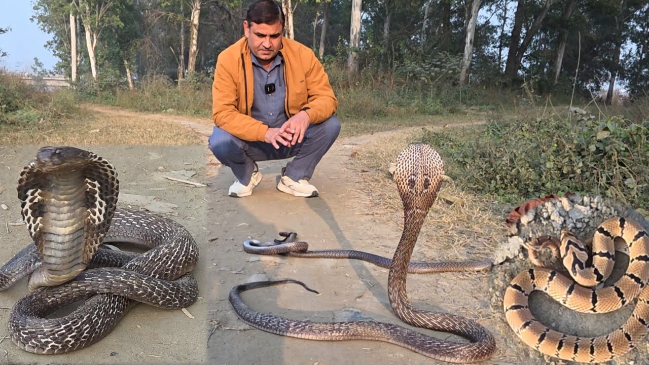 यमुना के किनारे सांप ही सांप ///स्नेकमैन सतीश( फफडाना)-9255130130