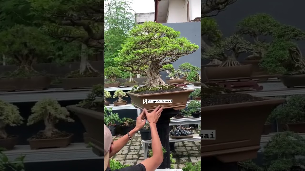 ficus retusa big bonsai..🤩 #gardening #organic #bonsai #bonsailovers #garden #bonsaiart #shortsfeed