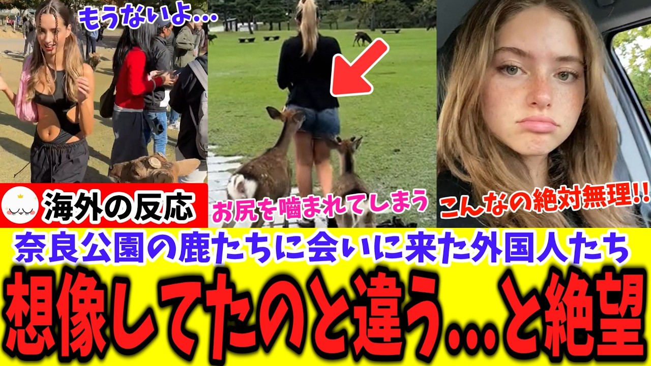 「思ってた以上に...」奈良の鹿を見た外国人たち動画より想像を超えてきて絶望！？