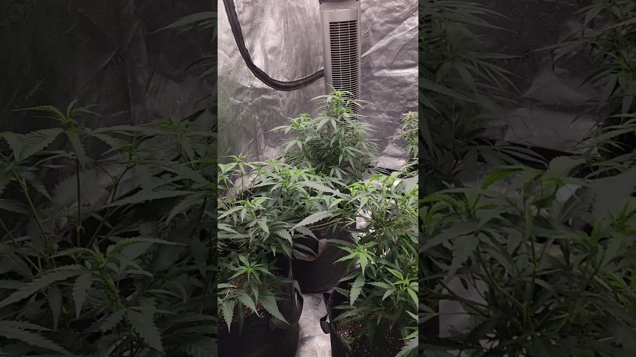 Blueberry Glue Clones & Chocolate Skunk Auto 🌱🔥 Grow Tent Tour! #LeafWizard #WeedGrow #Cannabis