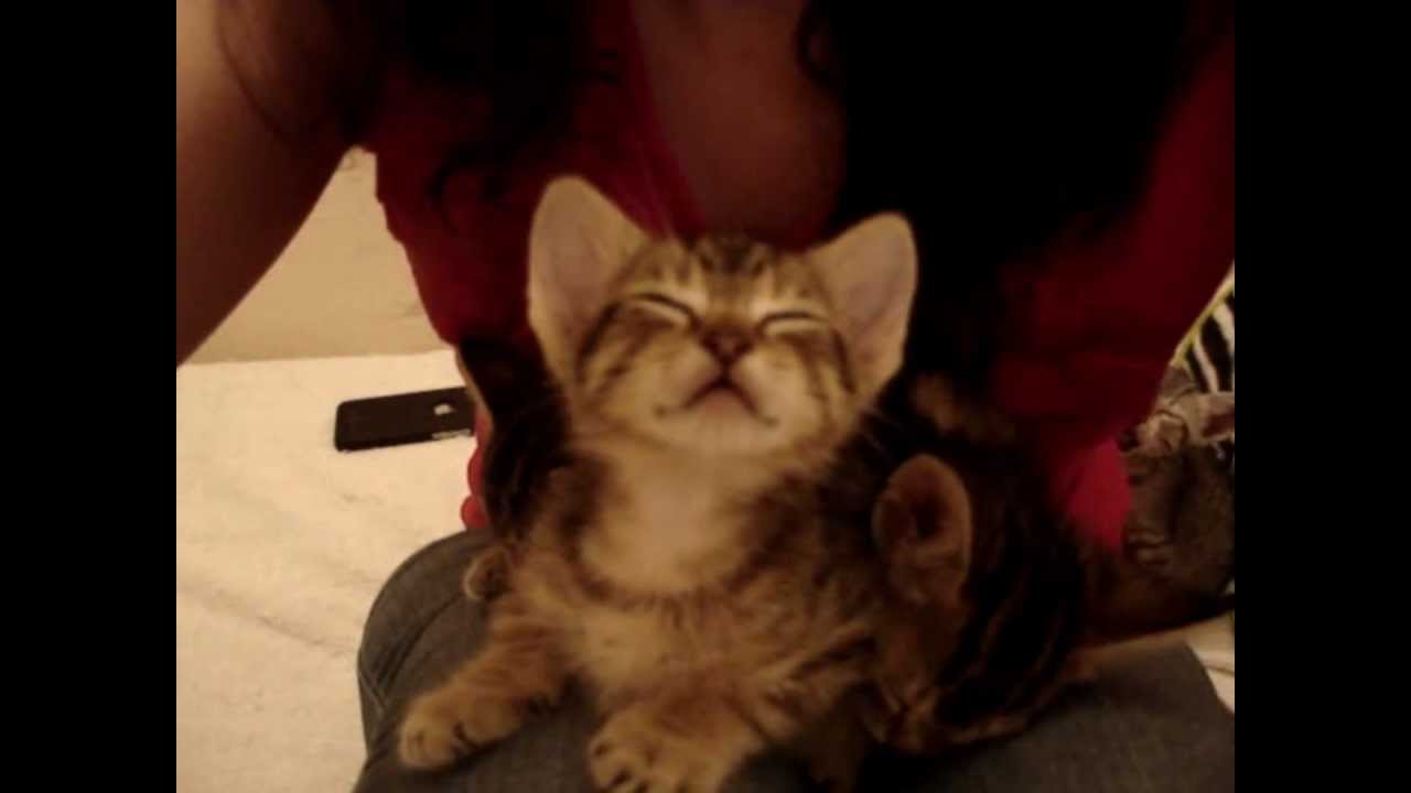 Three sleepy foster kittens nod off in my lap, SUPER CUTE!