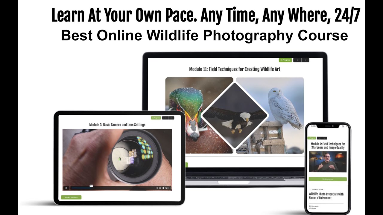 Best Online Wildlife Photography Course for Beginners