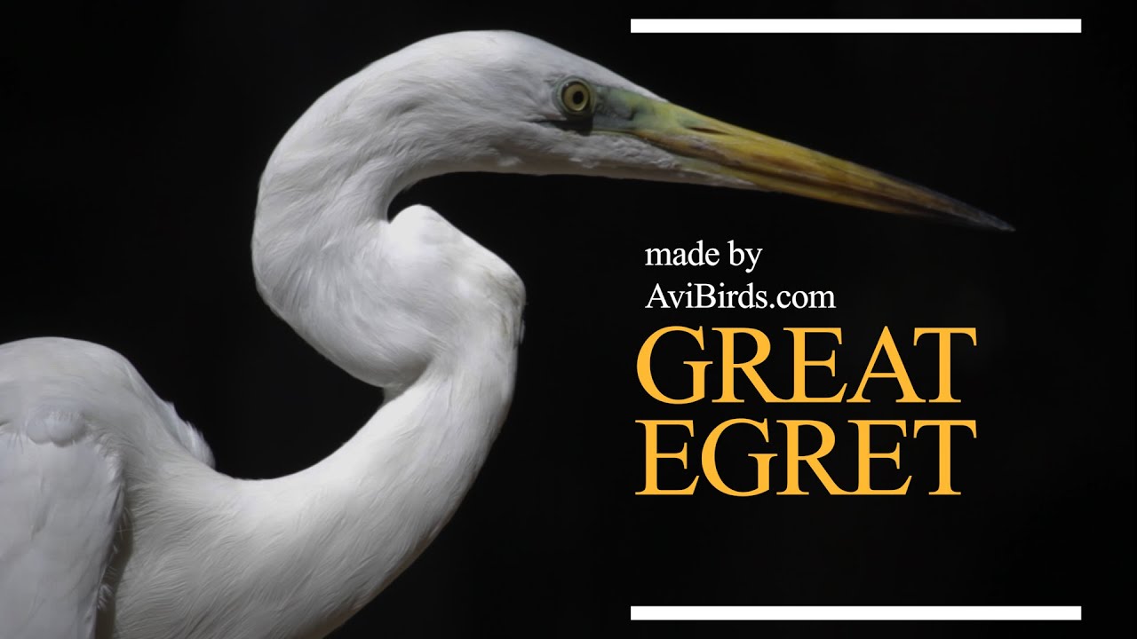 Great Egret [Ardea Alba]