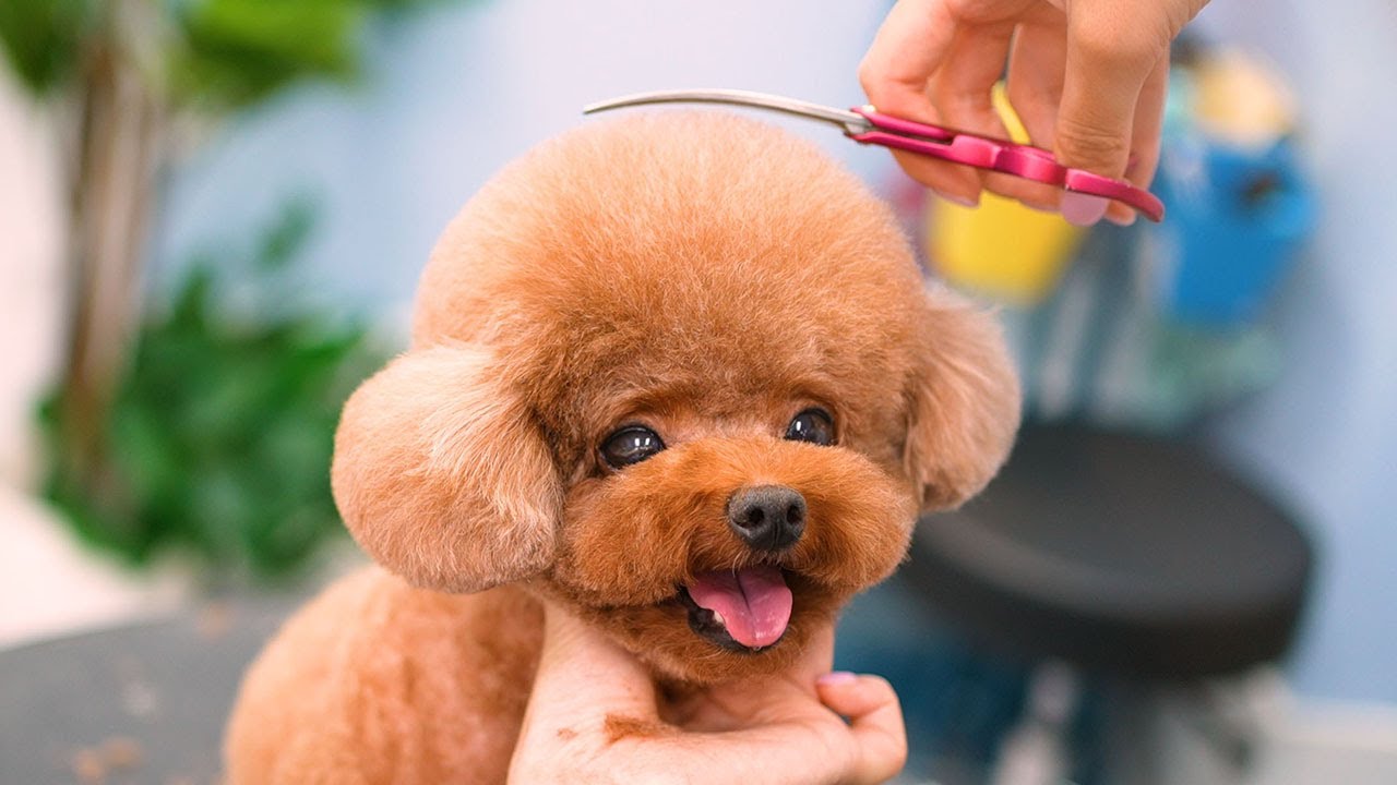 От пушистого до сказочного: новый облик милейшего щенка! 🛁✂️Звезда дня...