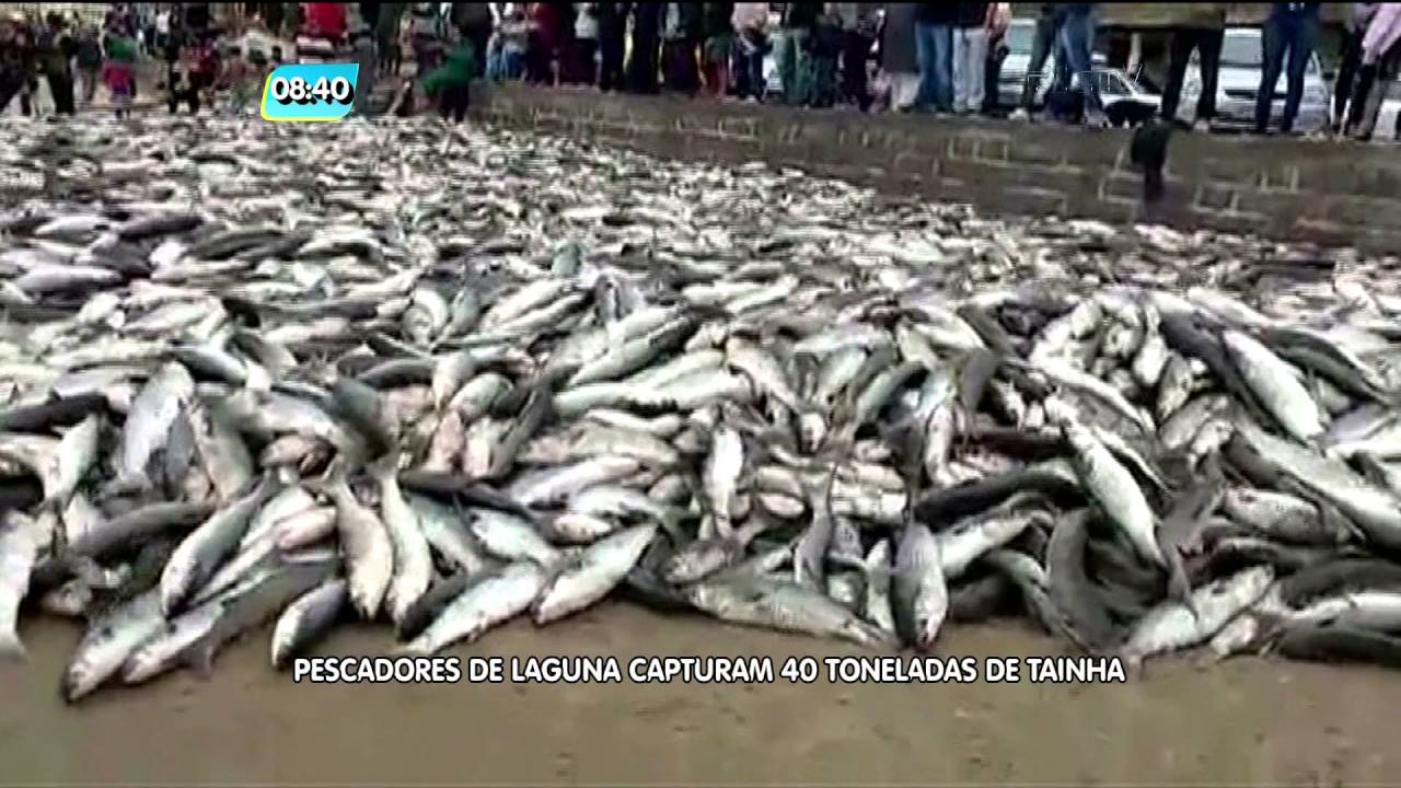 Pescadores de Laguna capturam 40 toneladas de tainha