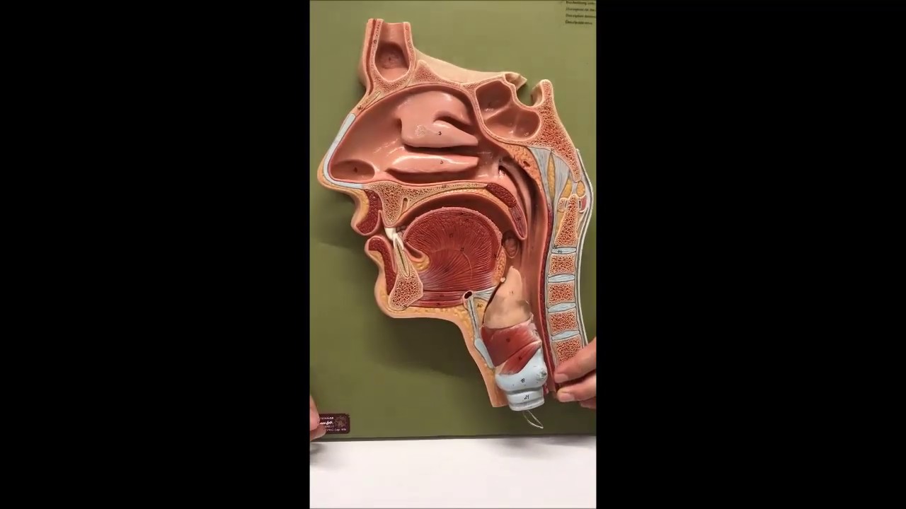 Larynx (gırtlak) ve Pharynx (yutak) Anatomisi