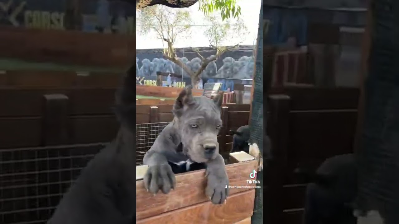 Cachorros de Cane Corso con tres meses