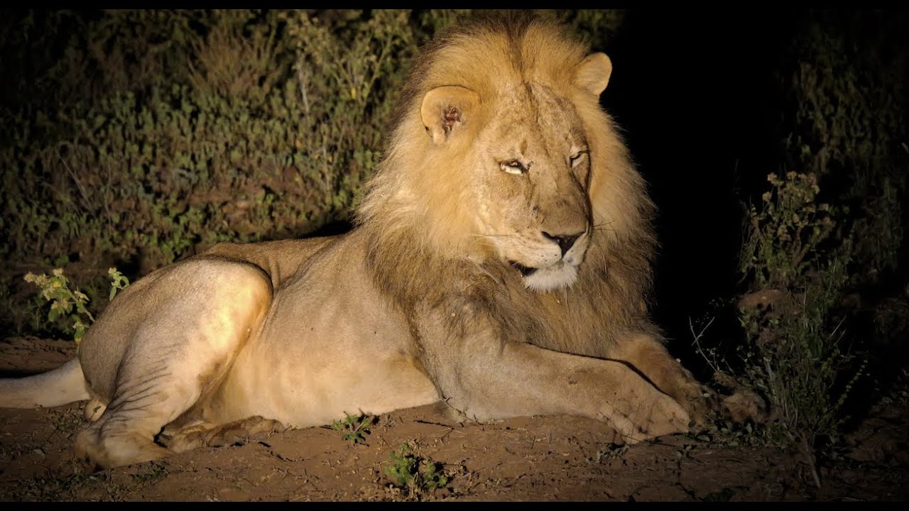 Must see! Pt:5 The unfenced Serolo Camp in the Tuli Reserve in Botswana is Paradise lost.