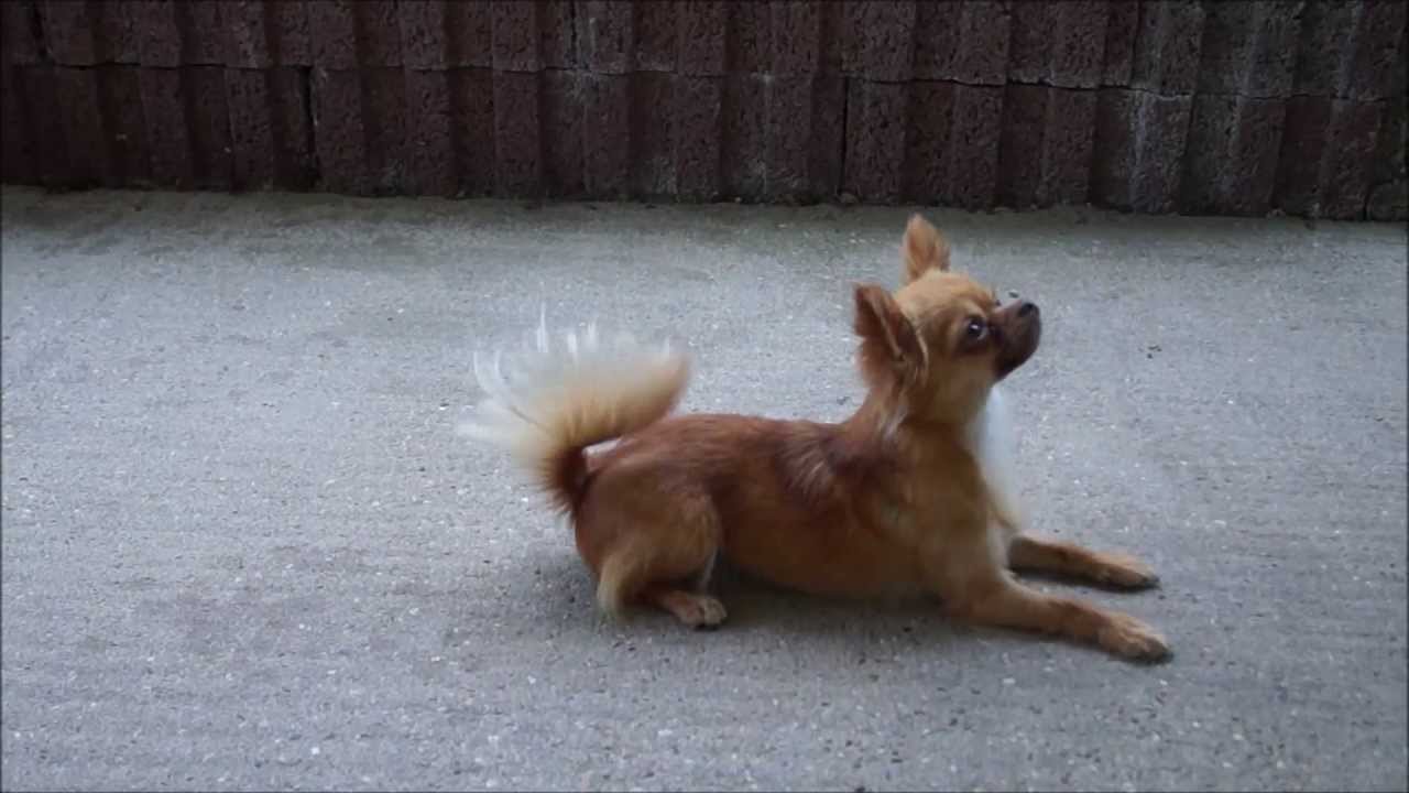 Chihuahua - knurren und bellen