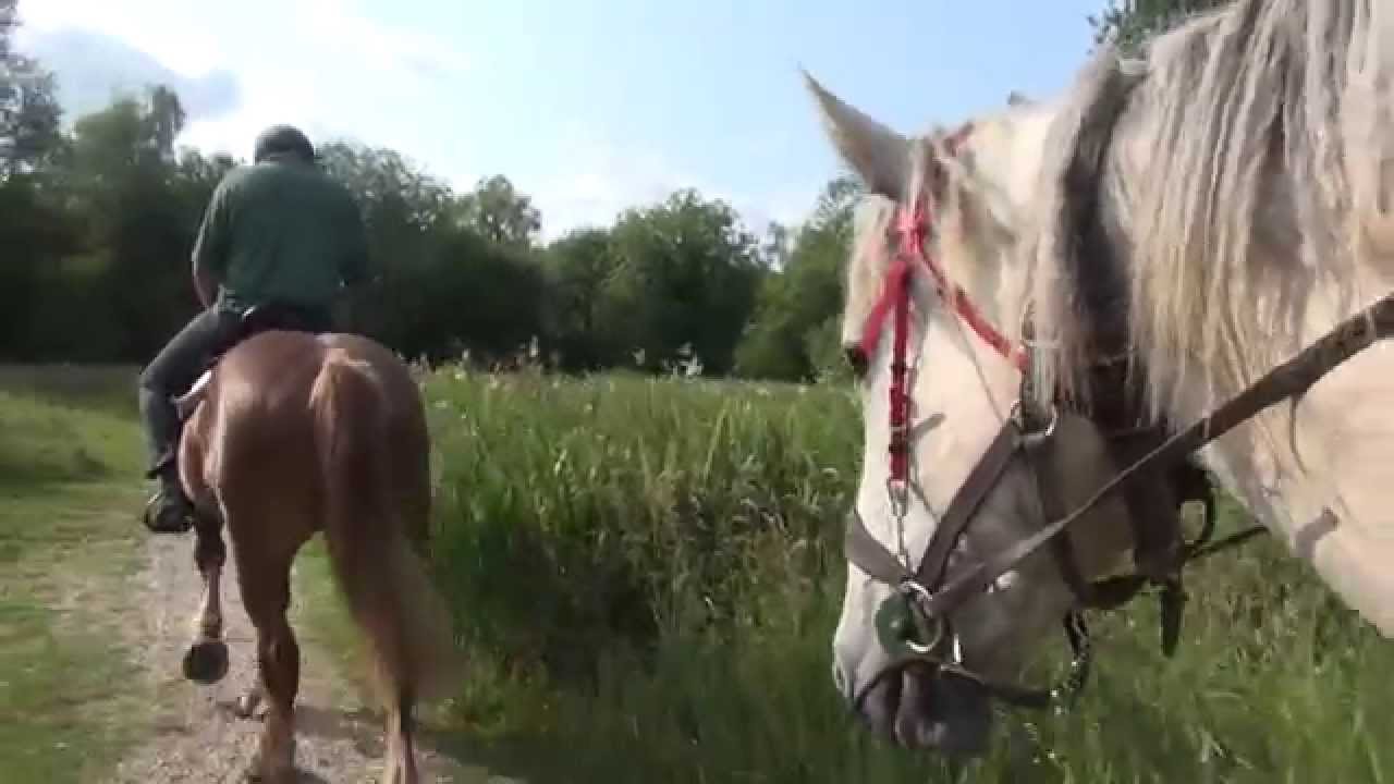Breaking Boulonnais mares for riding - Tess and Caly