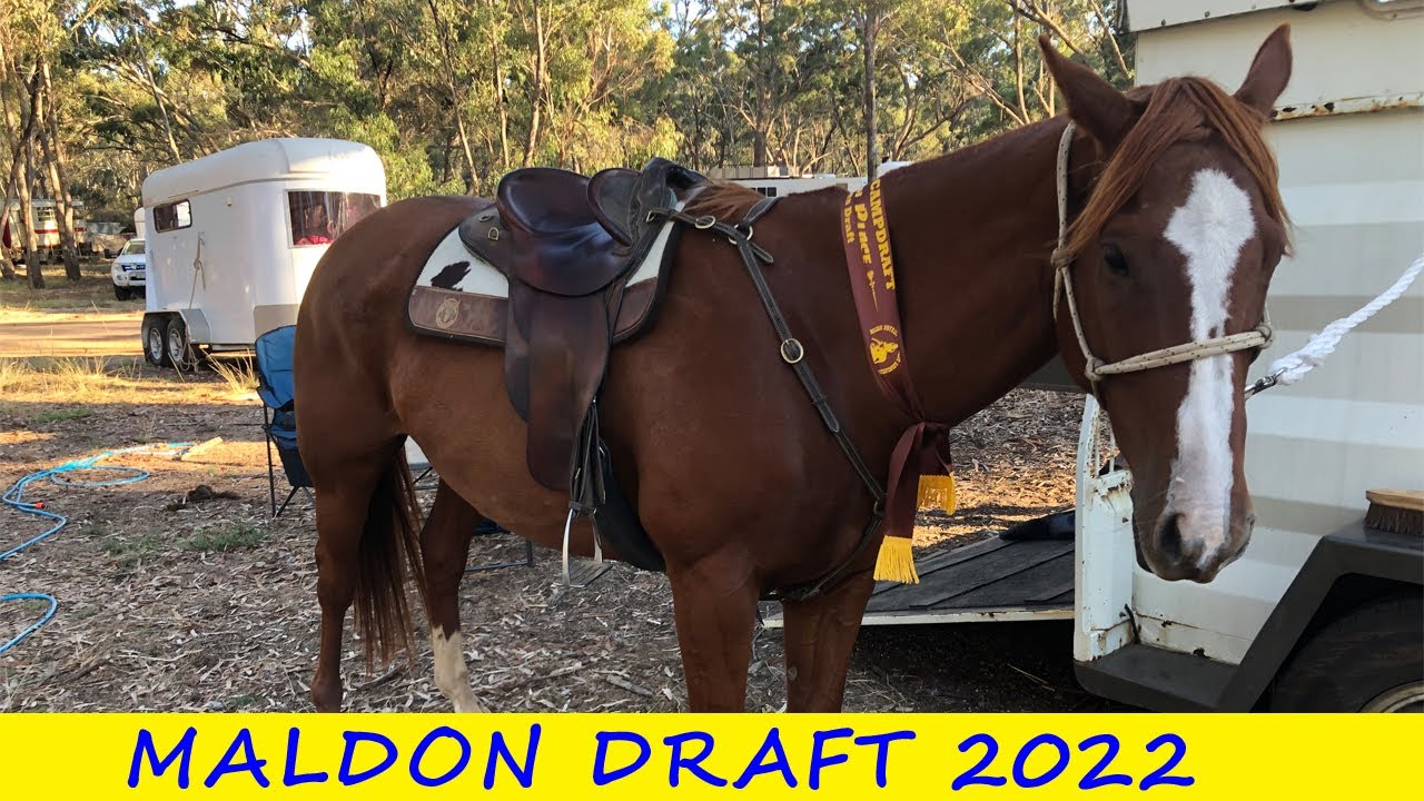 Maldon Campdraft 2022 - baby horses, ribbons & mistakes