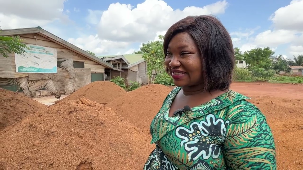 How to Prepare the Medium for Growing Mushroom #farming #mushroom #agriculture #food #health #africa