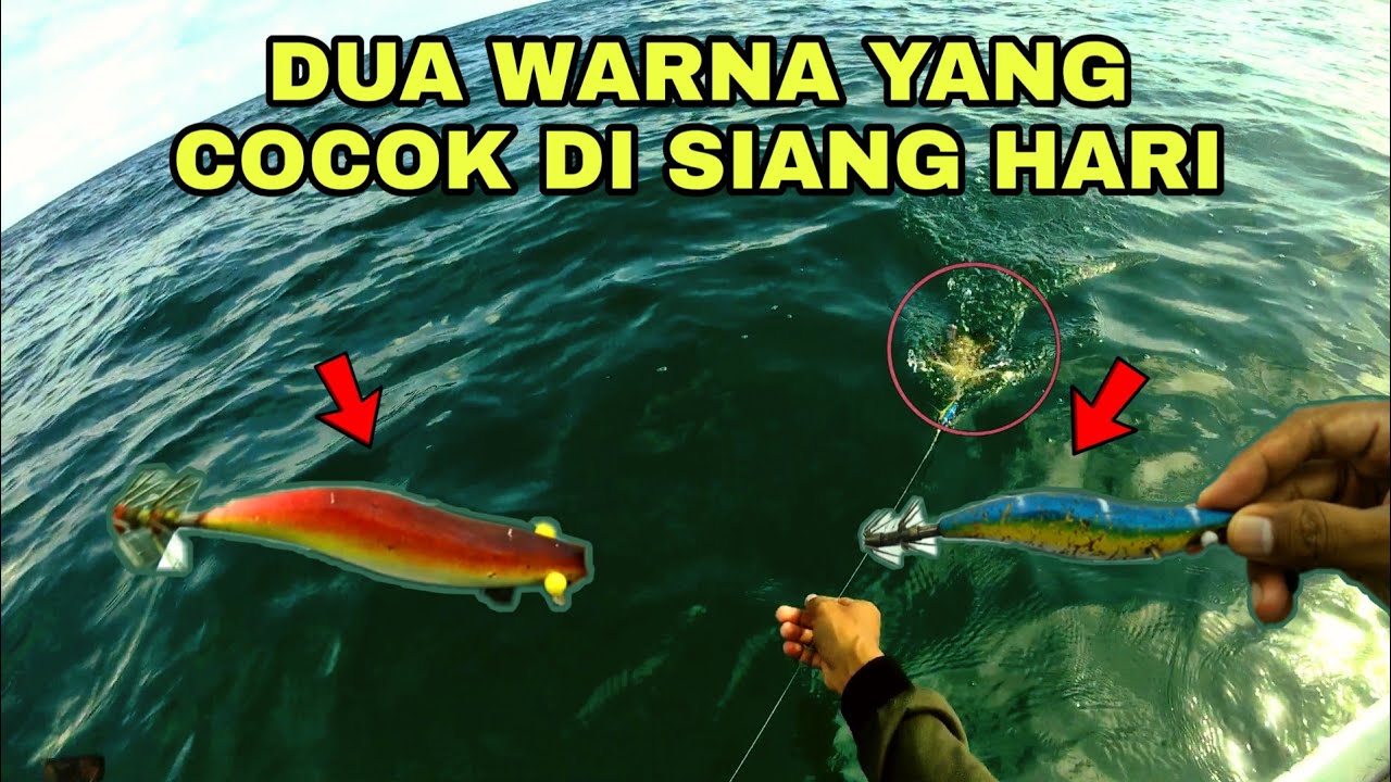 Duet Maut Capella Warna Merah dan Biru Hajar Cumi di Siang Hari Ukuran SNI (good size)