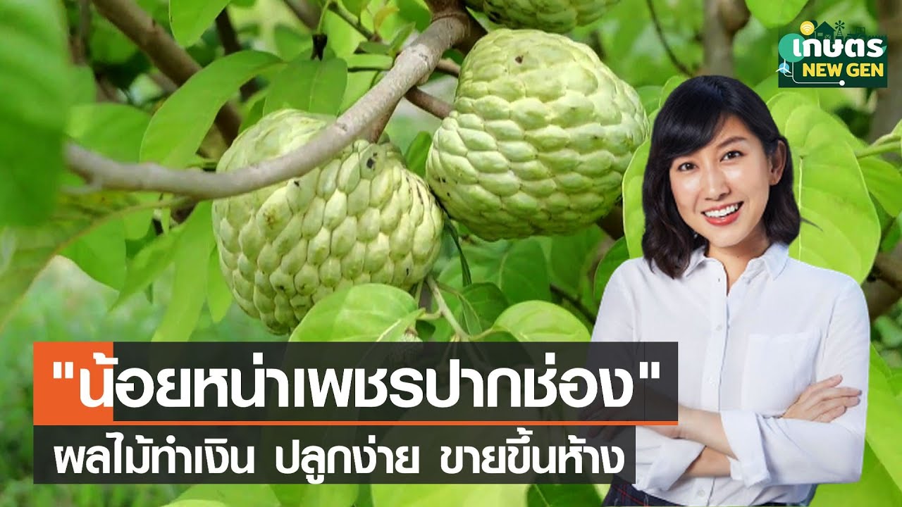 น้อยหน่าเพชรปากช่อง ผลไม้ทำเงิน ปลูกง่าย ขายขึ้นห้าง | เกษตรนิวเจน | 13/08/65 (FULL)