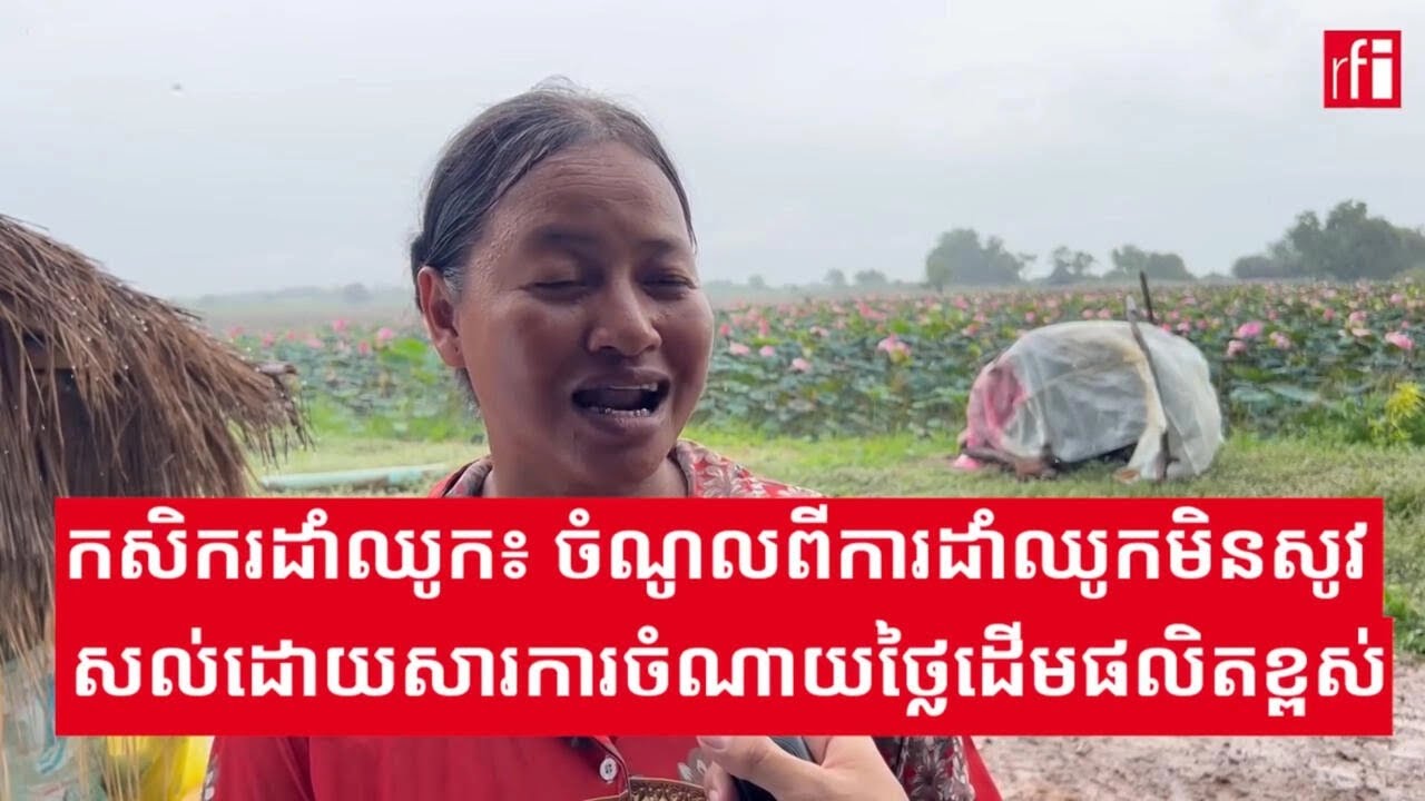 កសិករដាំឈូក៖ ចំណូលពីការដាំឈូកមិនសូវសល់ ដោយសារការចំណាយថ្លៃដើមផលិតខ្ពស់