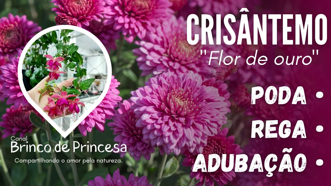CRIS&Acirc;NTEMO | Poda, rega e aduba&ccedil;&atilde;o