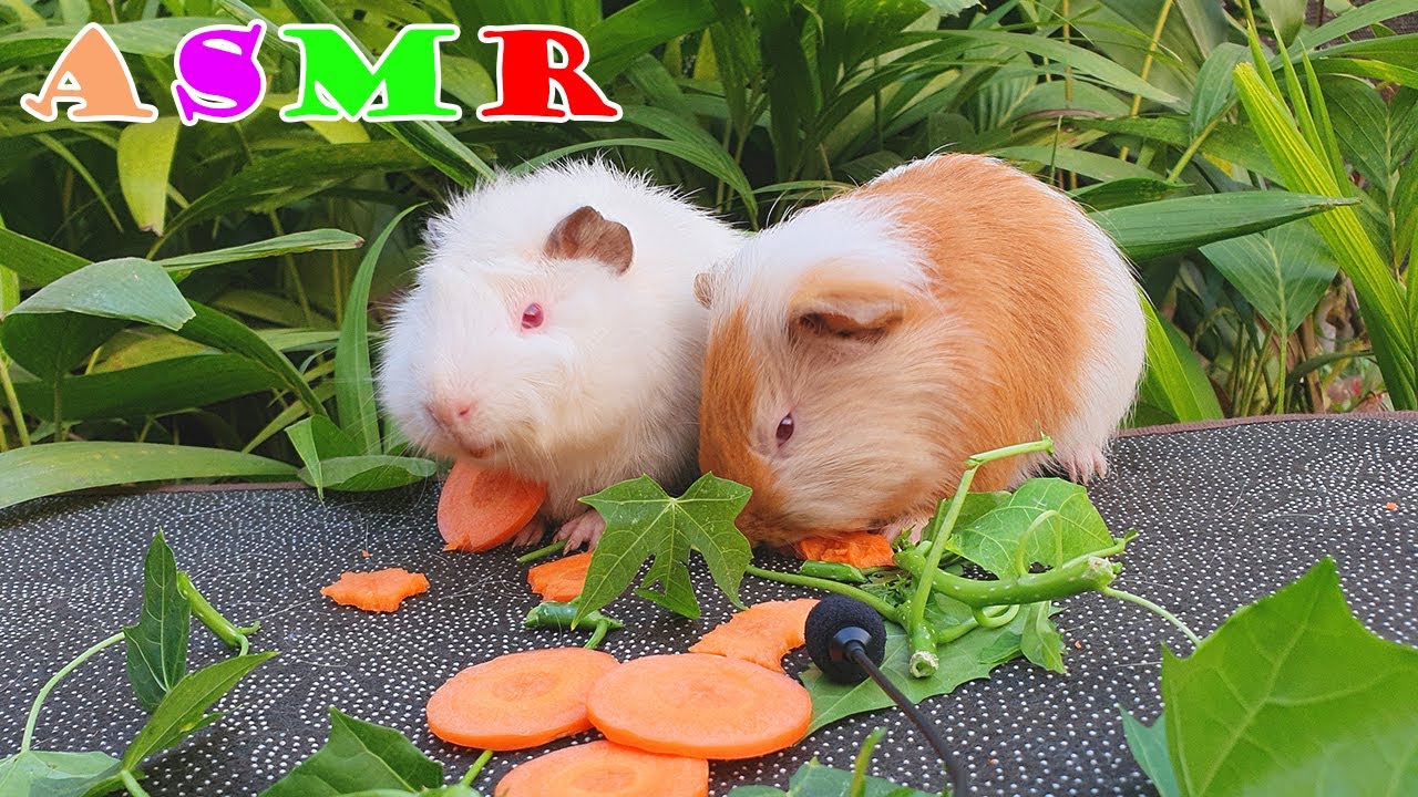 Cute Guinea Pig Eating ASMR Then 30Minute