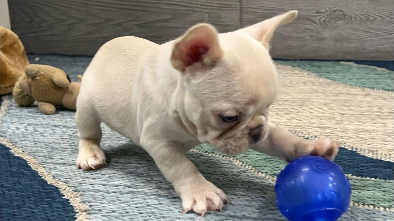 Sweet Simon can’t pick a favorite toy! 