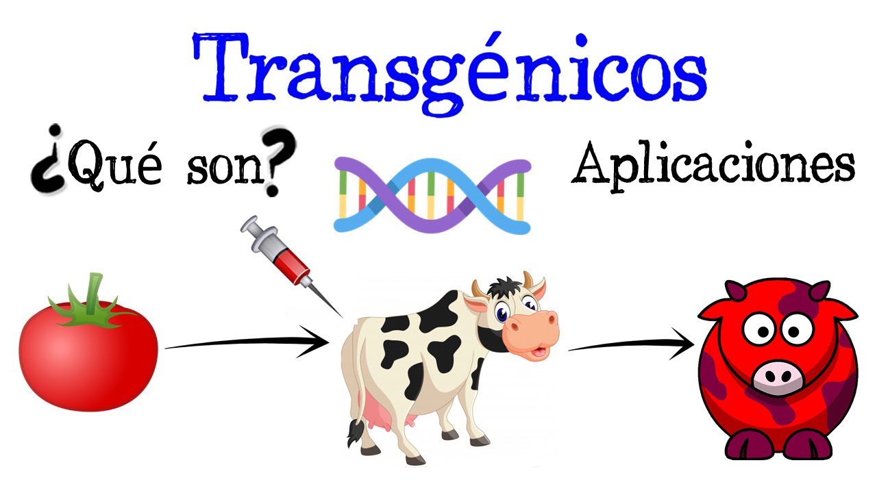 💉&iquest;Qu&eacute; son los Transg&eacute;nicos? Ejemplos y Aplicaciones🍅  [F&aacute;cil y R&aacute;pido] | BIOLOG&Iacute;A |