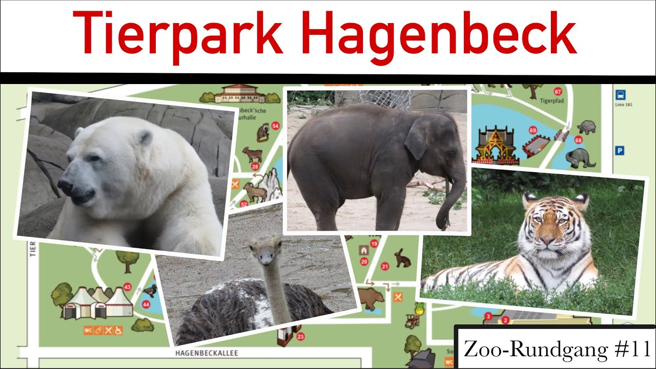 Tierpark Hagenbeck 2021 🦧 | Zoo-Rundgang #11 | ZOOCEMBER #10