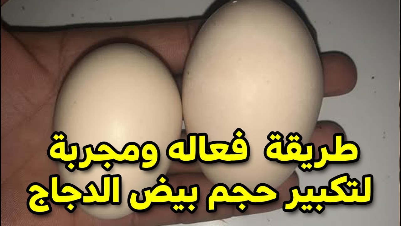تكبير حجم بيض الدجاج بطريقة غير مكلفة طبيعية وفعالة وكمان بيض بلا مشاكل وقشر ضعيف وداعا للبيض الصغير