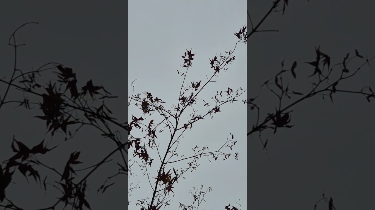 Sonata in A: Andante sostenuto · Julian Bream · Anton Diabelli