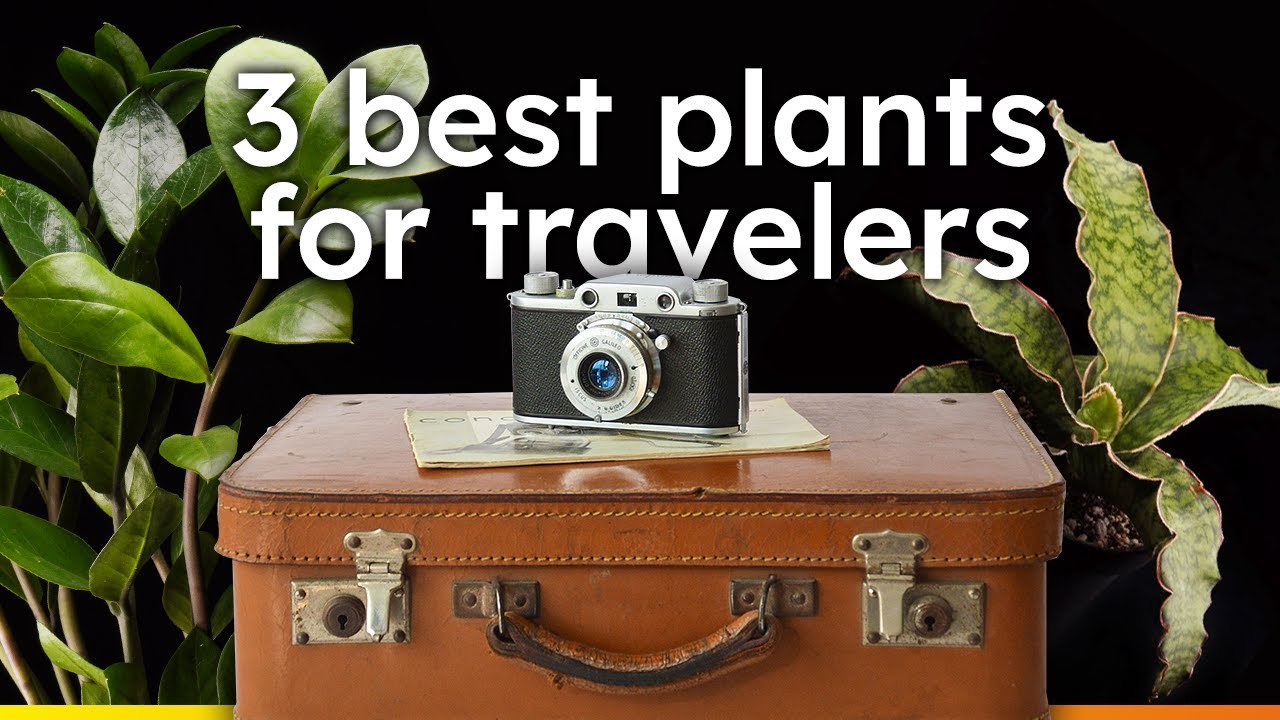 3 Must Have Plants for Travelers │ Plants That Won't Die While You're Away!