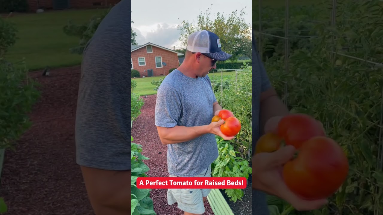 Идеальный томат для высоких грядок! 🍅