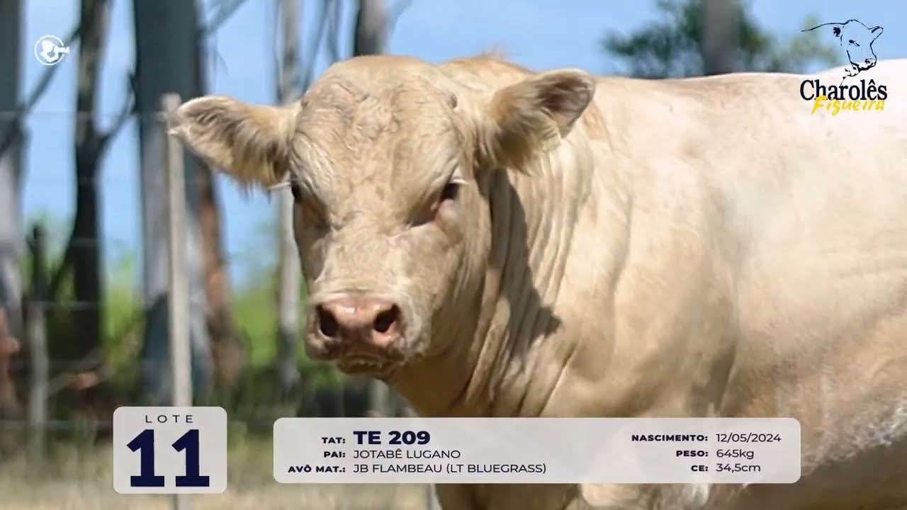 LOTE 11   TAT TE209 M