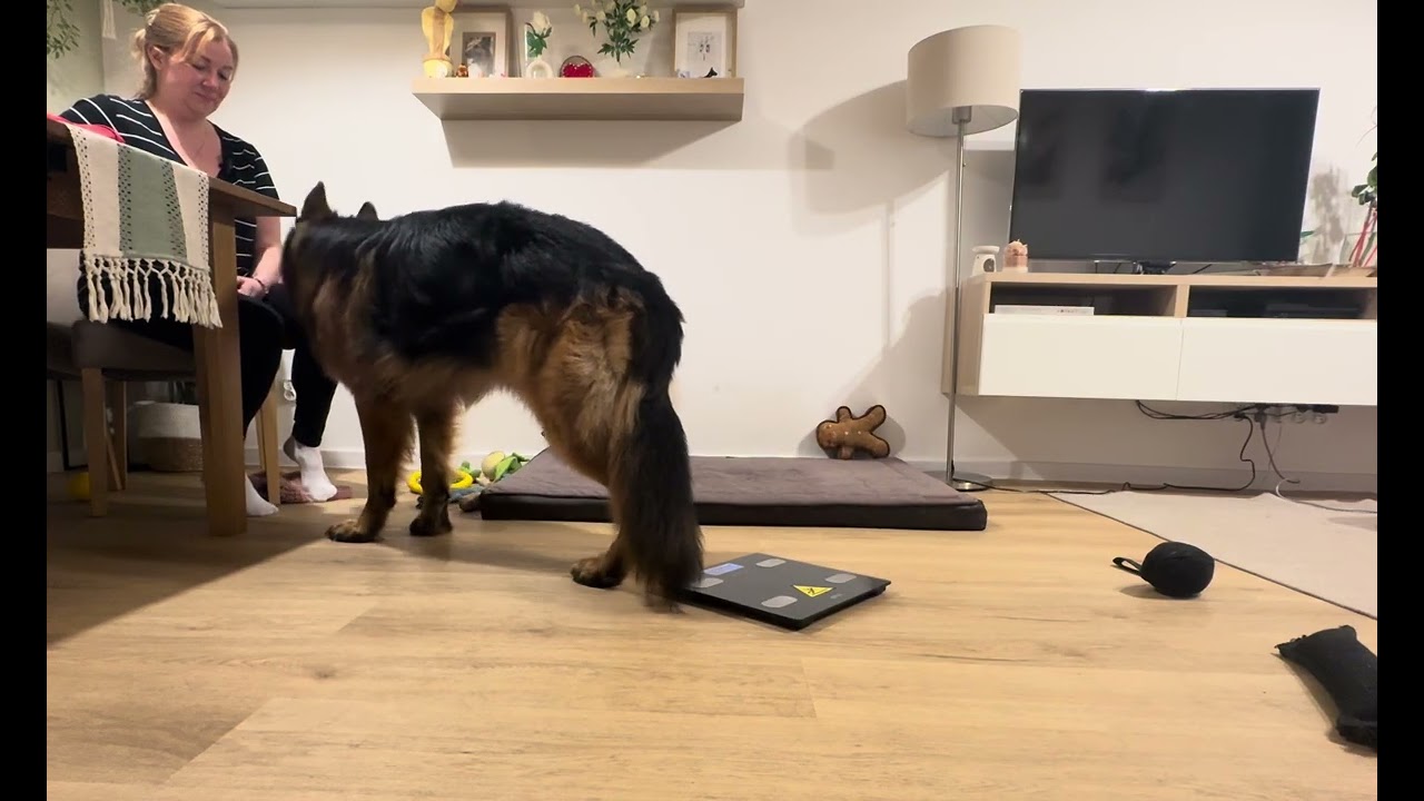 Ćwiczymy sobie…🤗❤️🤩🐕🫶🏻#germanshepherd #gsds #gsd 