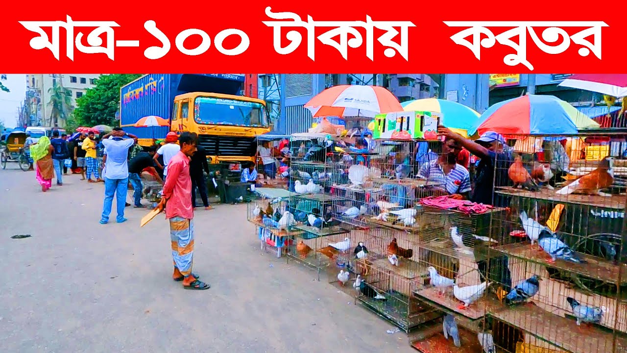 কবুতর হাট ৩-৬-২০২৩ | kobutor hat 2023 | pigeon market in bangladesh | mugda kobutor hat | Live