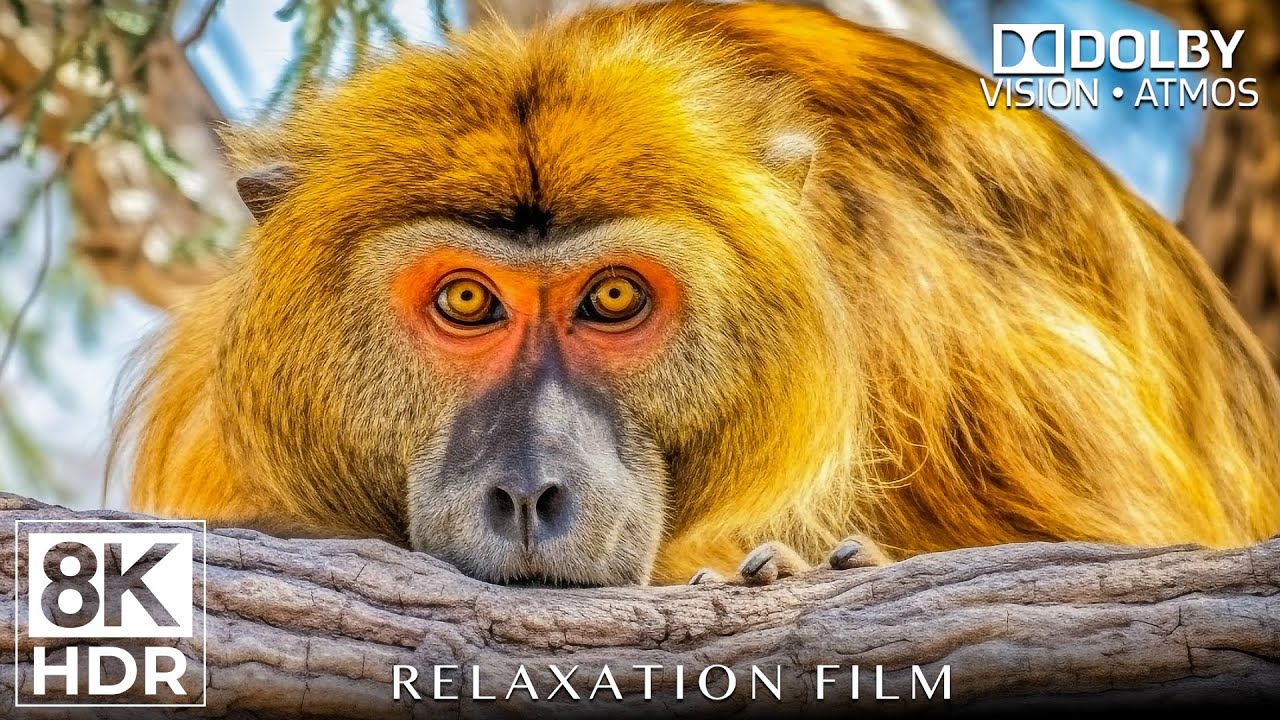 Amazing Dolby Vision 8K HDR 120 fps - 8K VIDEO ULTRA HD