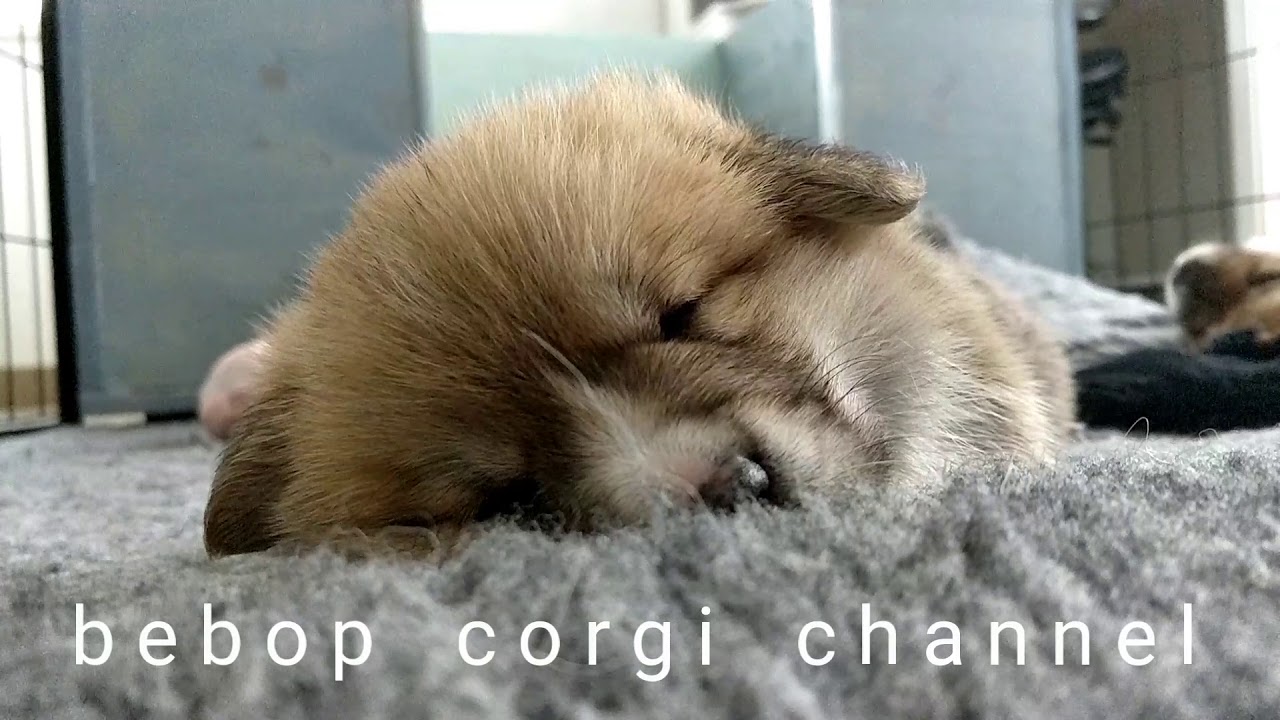 bebop corgi - sleeping Mimi