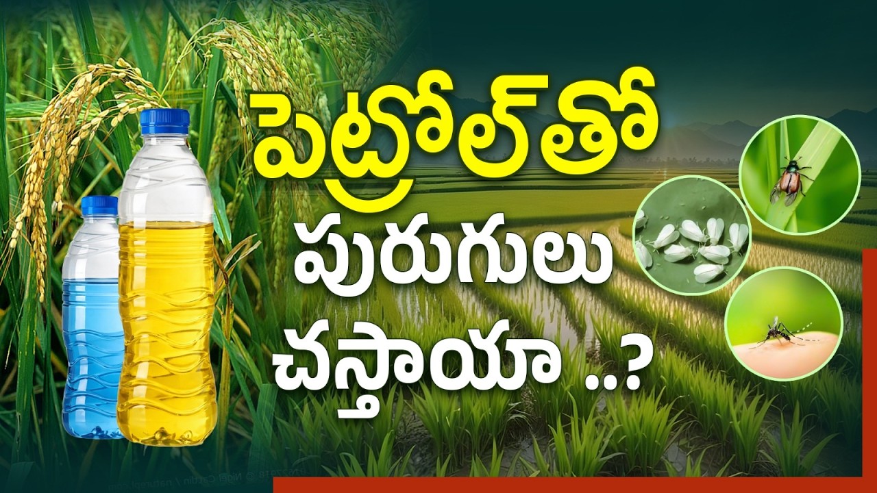 పెట్రోల్‌తో పురుగుల నివారణ నిజమేనా?