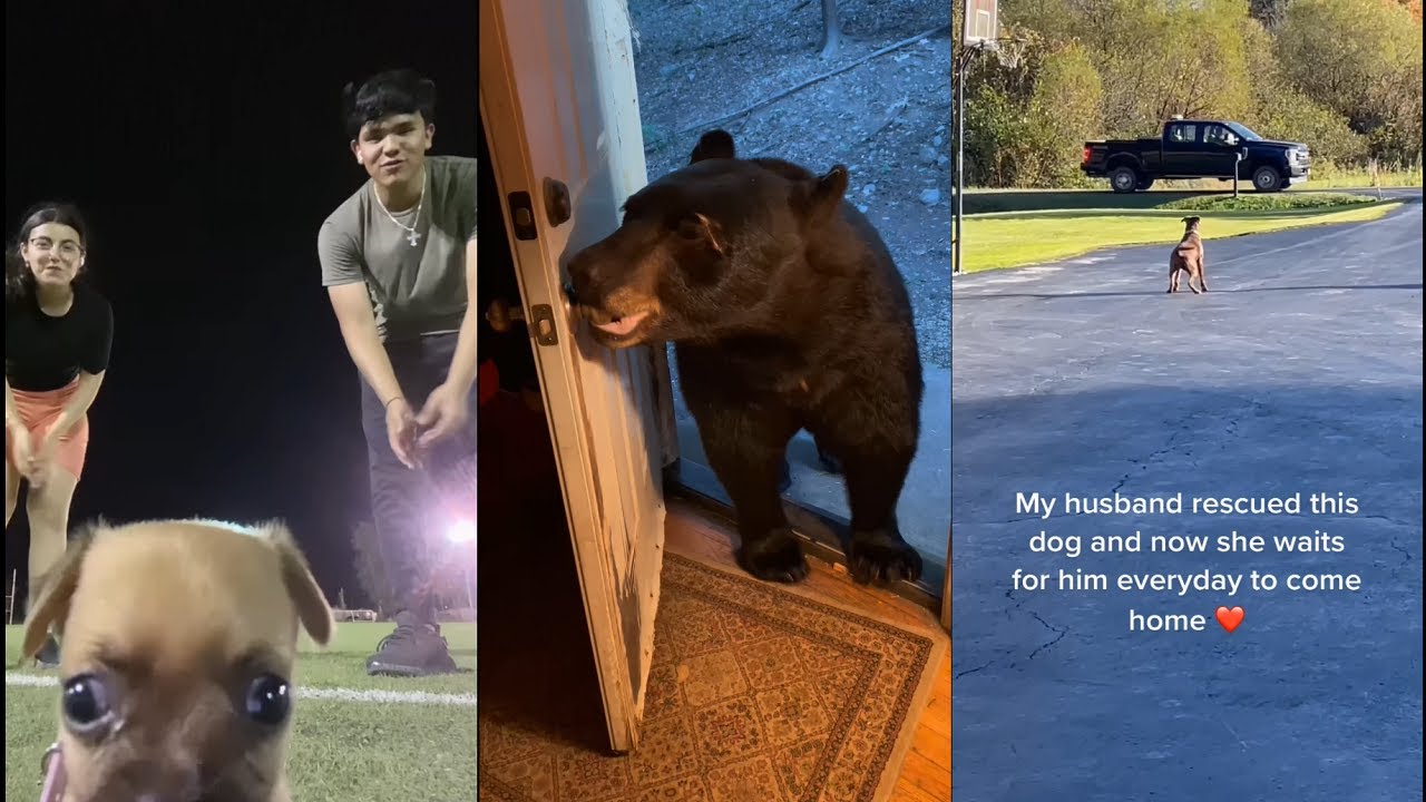 The Dogs who found in the Universe