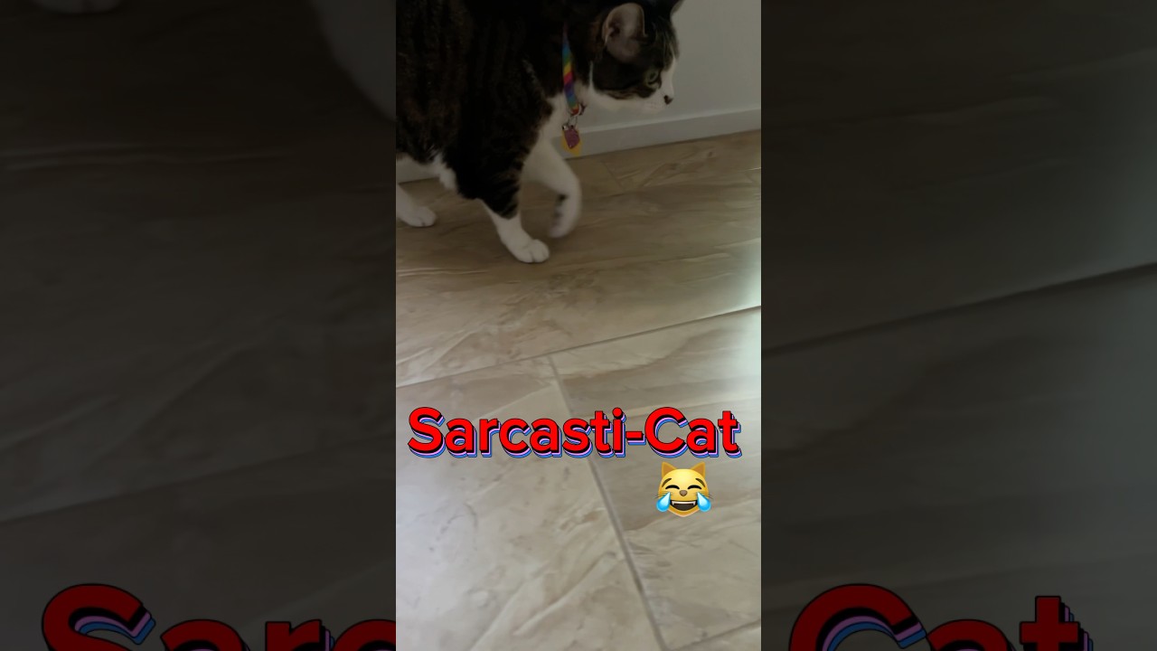 SarcastiCat 😸