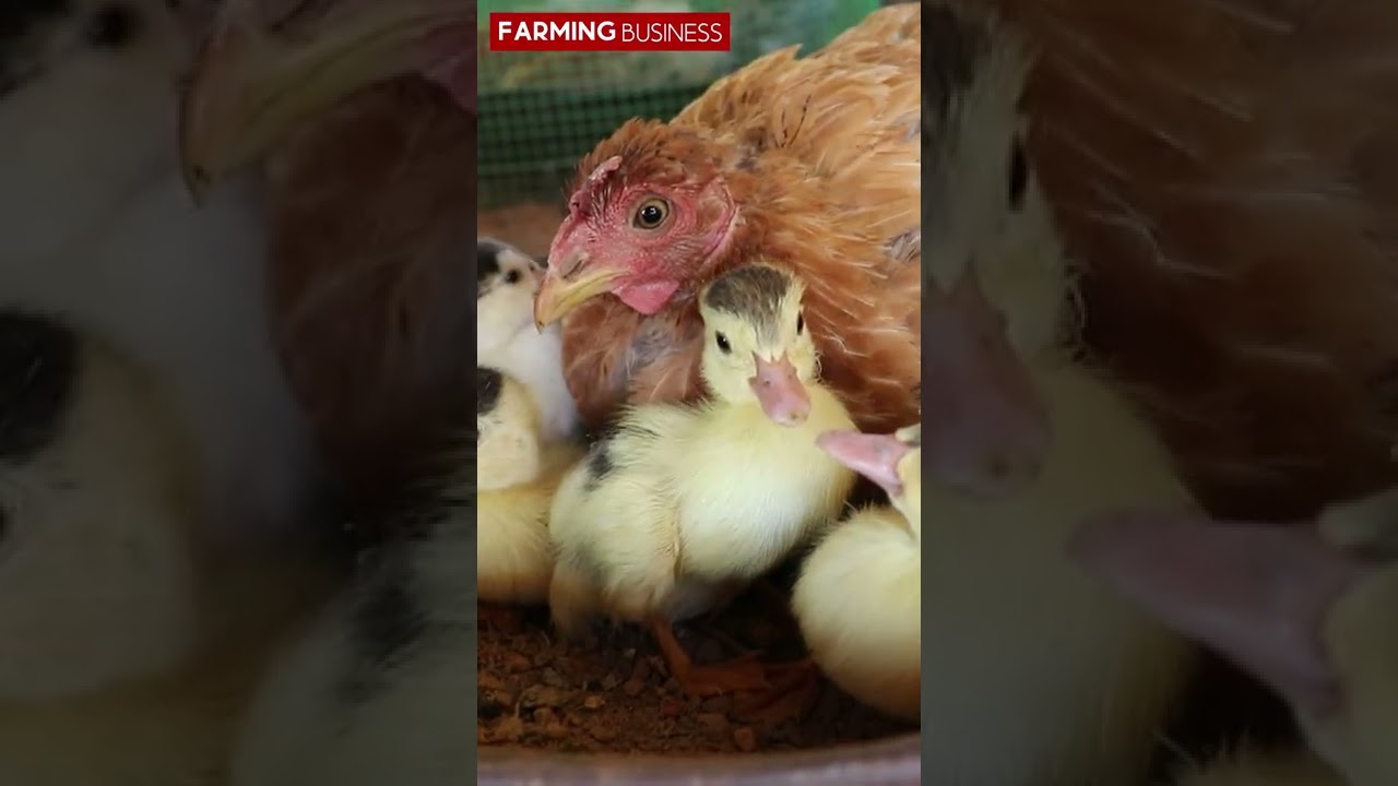 Hen Hatching Duck Eggs #NaanPizhai #Shorts #FarmingBusiness