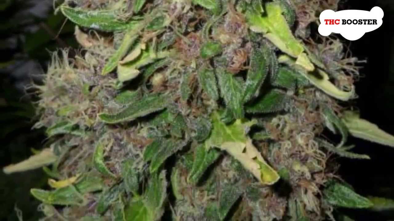 Big fat marijuana buds
