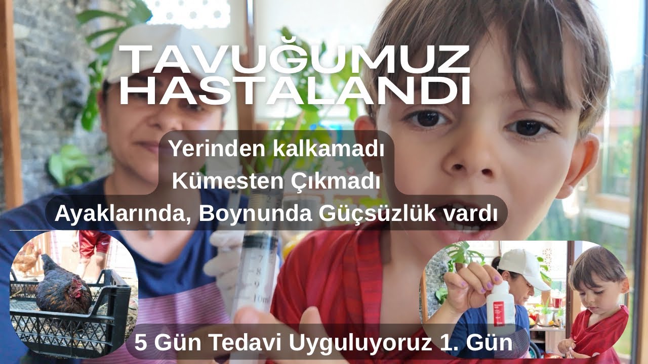 Tavuklarda Ani Halsizlik ve Hareketsizlik | Gerçek Bir Vaka Üzerinden Anlatım