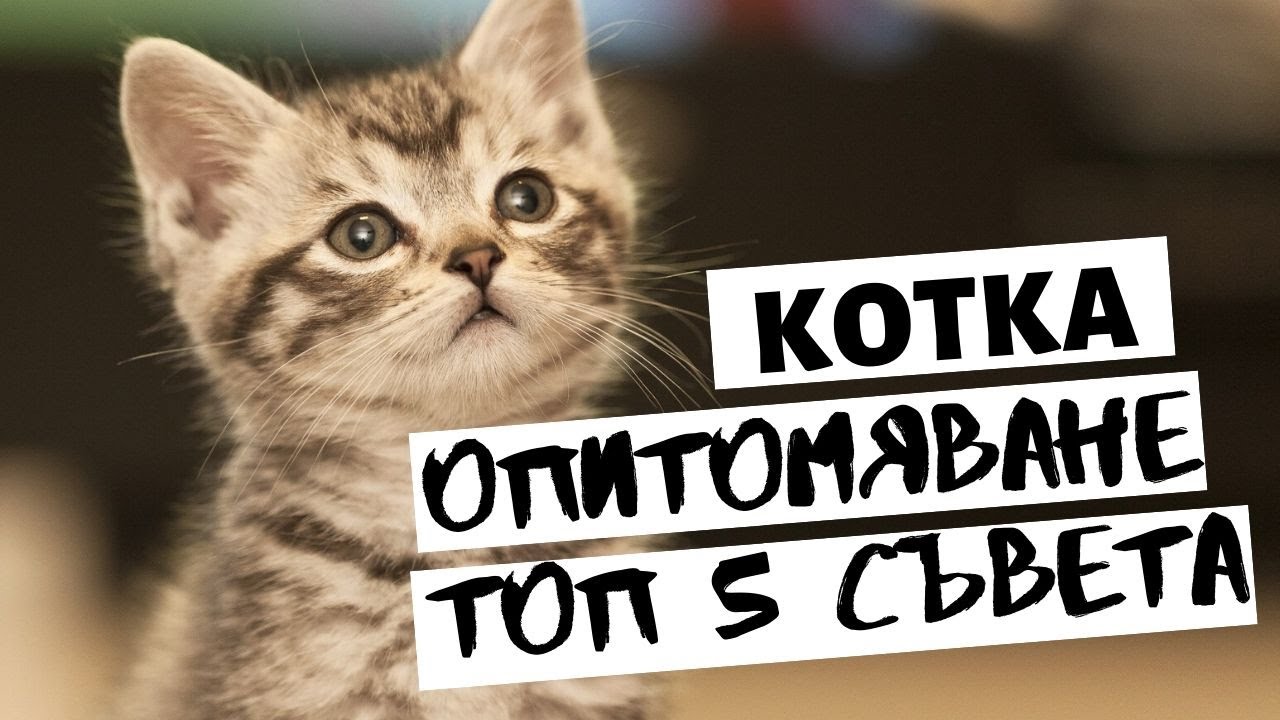 КОТКАТА - ТОП 5 СЪВЕТА ЗА ОПИТОМЯВАНЕ