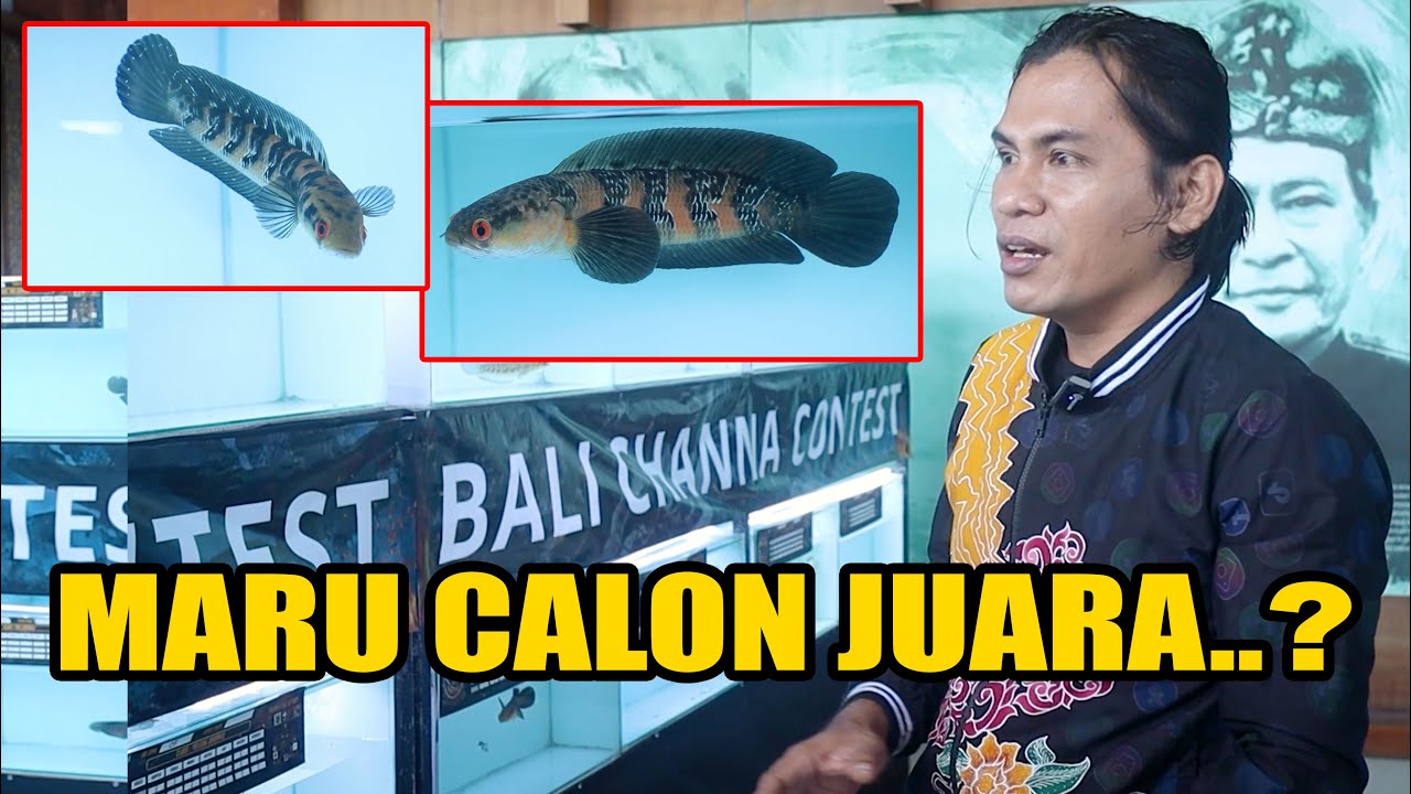 Sebelum Dinilai Juri..! Channa Maru ini Sudah Mencuri Perhatian
