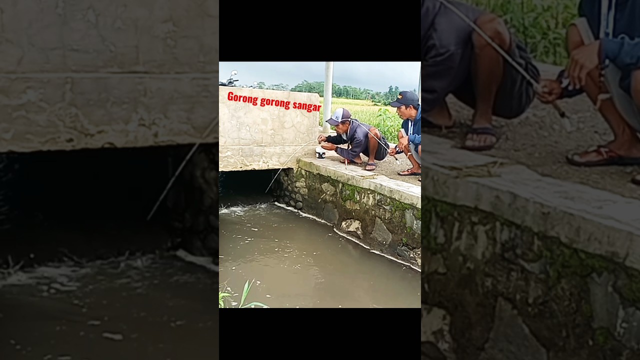 Mancing di gorong gorong pinggir jalan strike lele lokal jawa #shorts