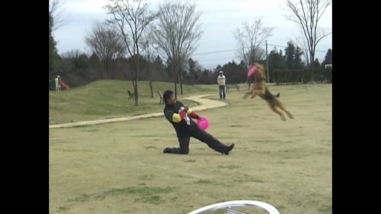 Airedale Terrier Disc Dog Show 2009.12